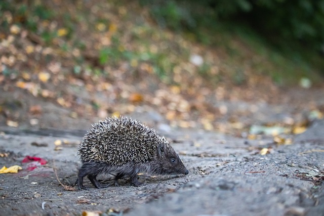平衡的新援 平衡的新援