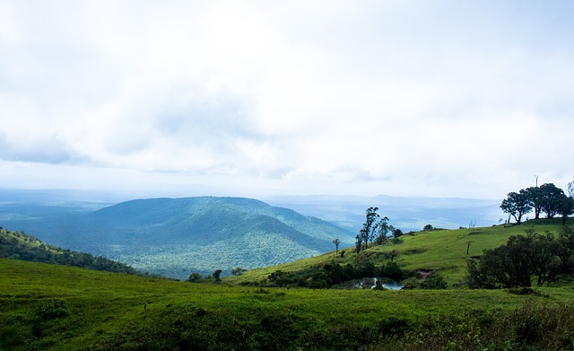 忠誠度和場 忠誠度和場