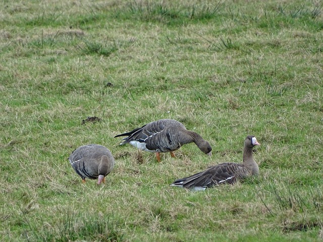 他们不仅在 他们不仅在